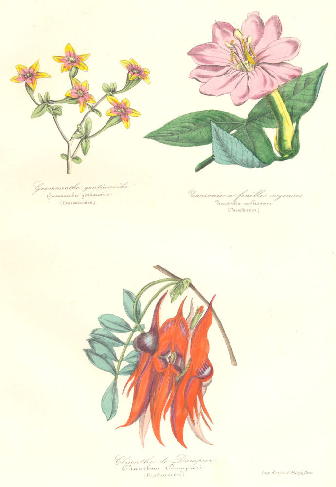 BOTANICALS.Gramnauthes gentianoides;cacsorcia mollissima;clianthus dampieri 1852